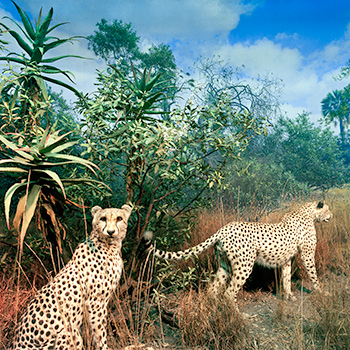 Cheetahs